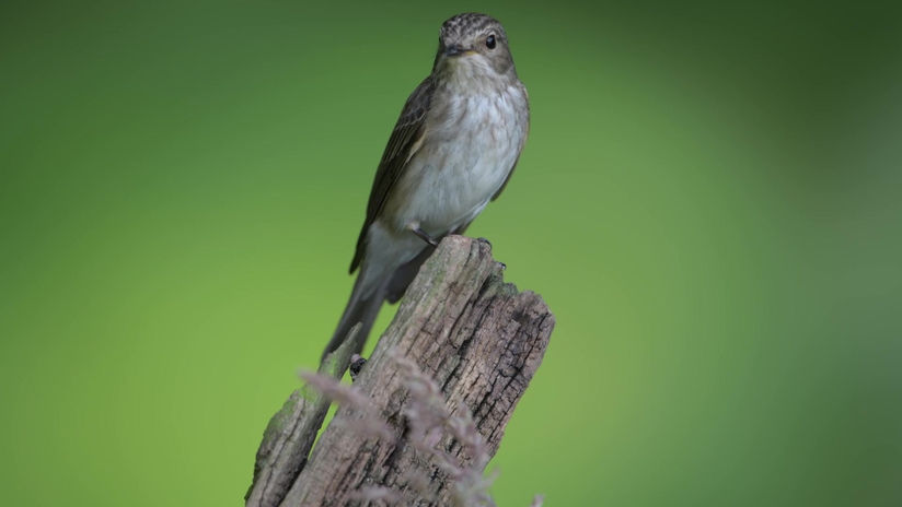 Flycatcher in Wales